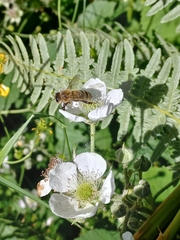 Apis mellifera