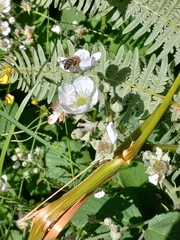 Apis mellifera