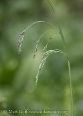 Vahlodea atropurpurea