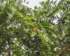 Cinnyris jugularis ornatus