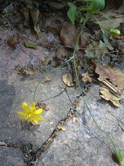 Crepis palaestina