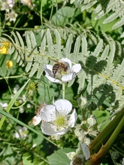 Apis mellifera
