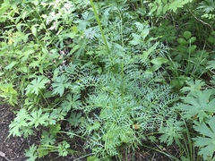 Ligusticum filicinum