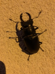Lucanus cervus