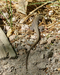 Aspidoscelis exsanguis