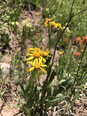 Packera dimorphophylla