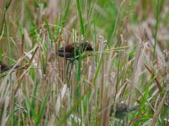 Lonchura punctulata nisoria