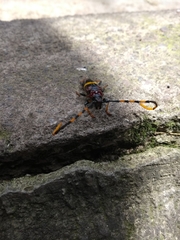 Trachyderes elegans