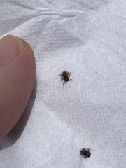 Ululodes macleayanus