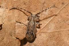 Pterolophia m-griseum