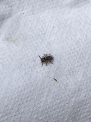 Ululodes macleayanus