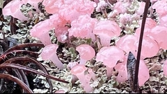 Phyllobaeis erythrella