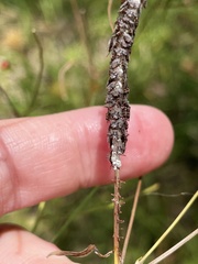 Ululodes macleayanus