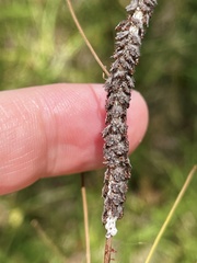 Ululodes macleayanus