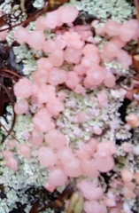 Phyllobaeis erythrella