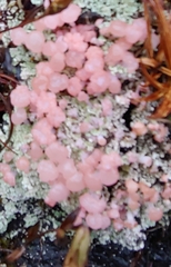 Phyllobaeis erythrella