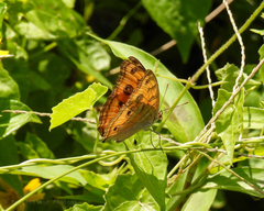Junonia almana