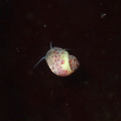Phasianellidae