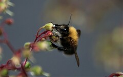 Bombus hypnorum
