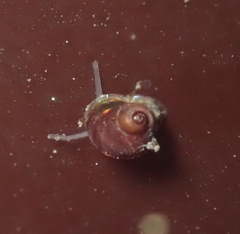 Phasianellidae