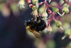 Bombus hypnorum