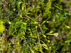 Gymnostomum aeruginosum