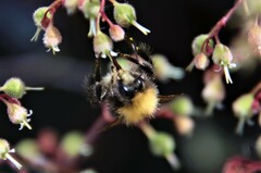Bombus hypnorum