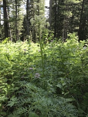 Ligusticum filicinum