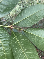 Tetragastris balsamifera