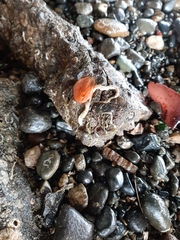 Cnemidocarpa finmarkiensis