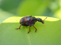 Strigapoderus javanicus