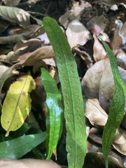 Microgramma lycopodioides