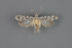 Gelechia versutella