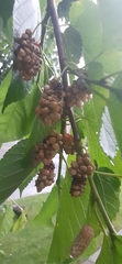 Ciboria carunculoides