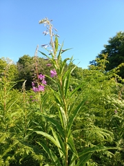 Chamaenerion angustifolium