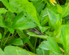 Eutropis multifasciata