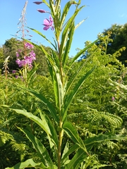 Chamaenerion angustifolium