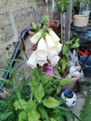 Digitalis purpurea