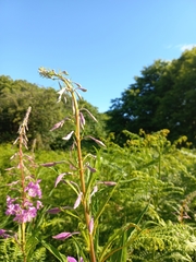 Chamaenerion angustifolium