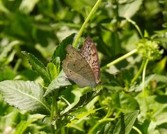 Junonia atlites