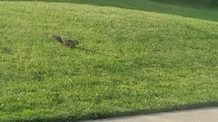 Sciurus carolinensis