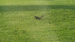 Sciurus carolinensis