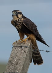 Falco femoralis