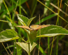 Junonia almana
