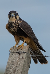Falco femoralis