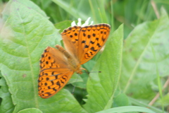 Argynnis adippe