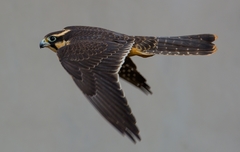 Falco femoralis
