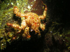 Acantholithodes hispidus