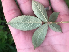 Rubus arvensis