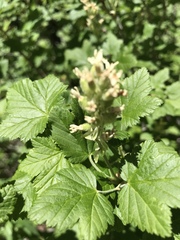 Ribes wolfii